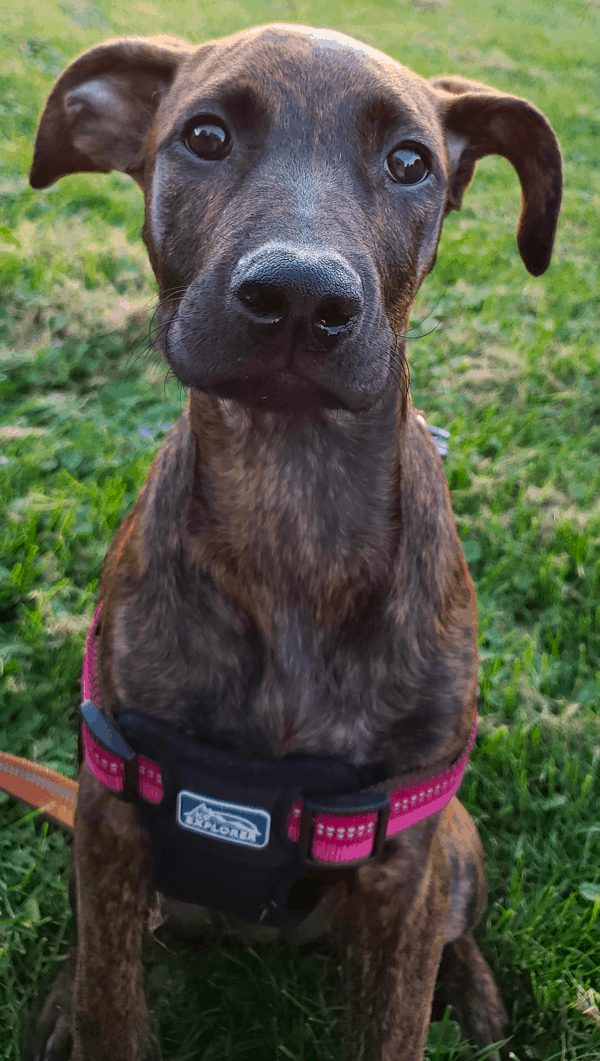 Top 30 Most Popular Boxer Mixes to Fill Your Heart and Life