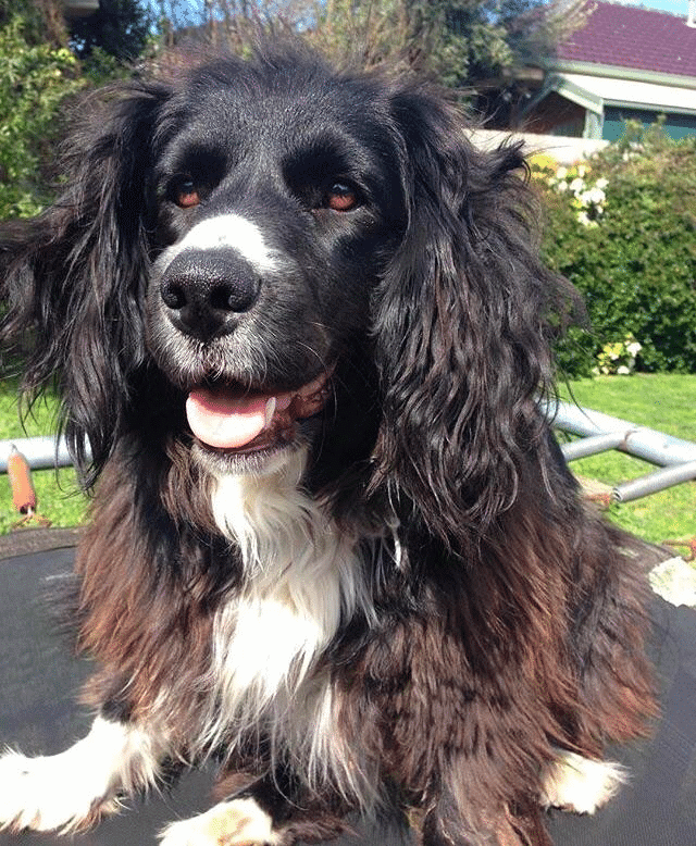 Top 29 Most Popular Border Collie Mixes You’ll Want to Add to Your Home