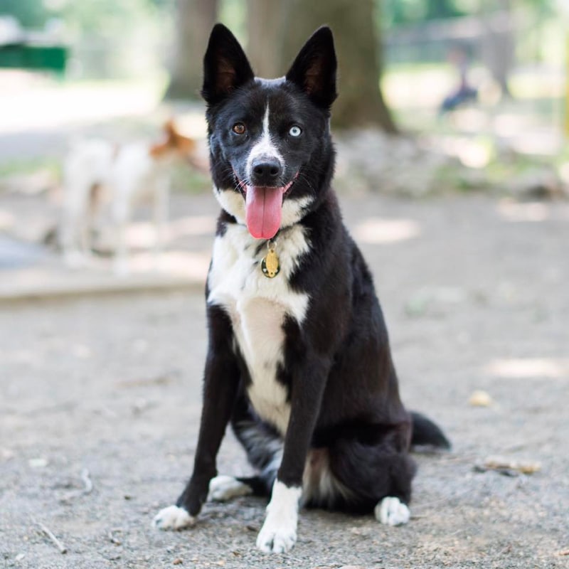 Top 29 Most Popular Border Collie Mixes You’ll Want to Add