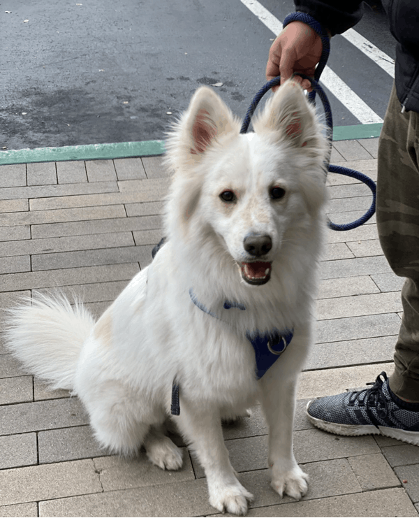 German Shepherd Golden Retriever Mix - Temperament, Characteristics, Fun Facts, And More - Petvr.com