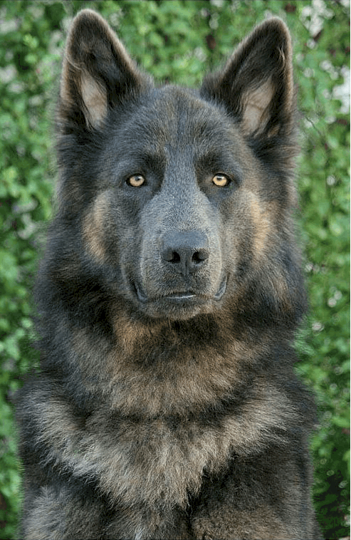 Lycan Shepherd - Everything You Need To Know - Petvr.com
