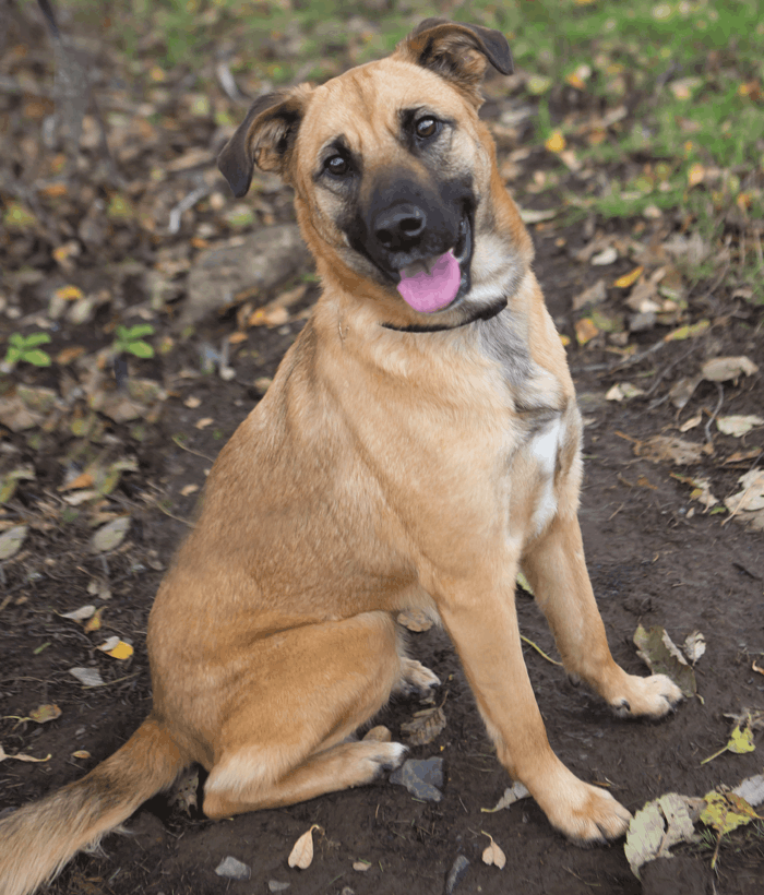German Shepherd Boxer Mix MustKnow Facts About the