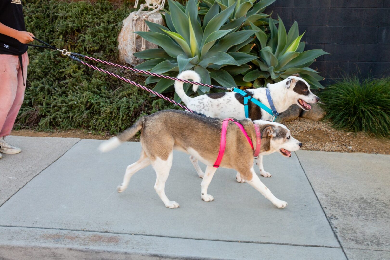 Dog Leashes Pet WalkerPlus™