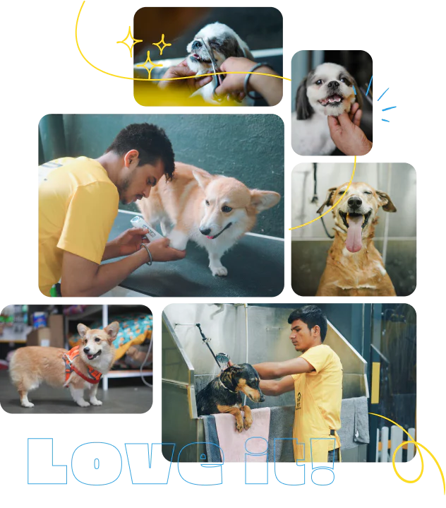 Pet Grooming at Affordable Rates! Now at 4 locations near Pet Warehouse