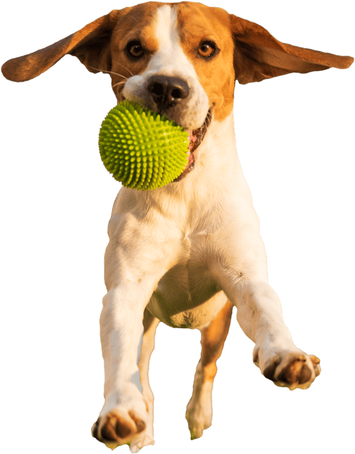 Pet Waste Inc Dog Waste Management & Removal Service