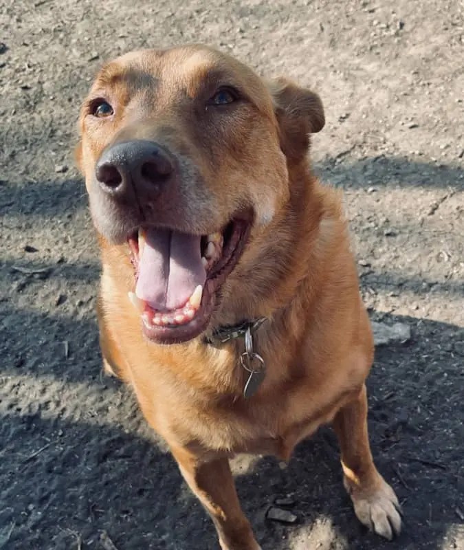 Frisco TX Pooper Scooper Services Pet Waste Inc