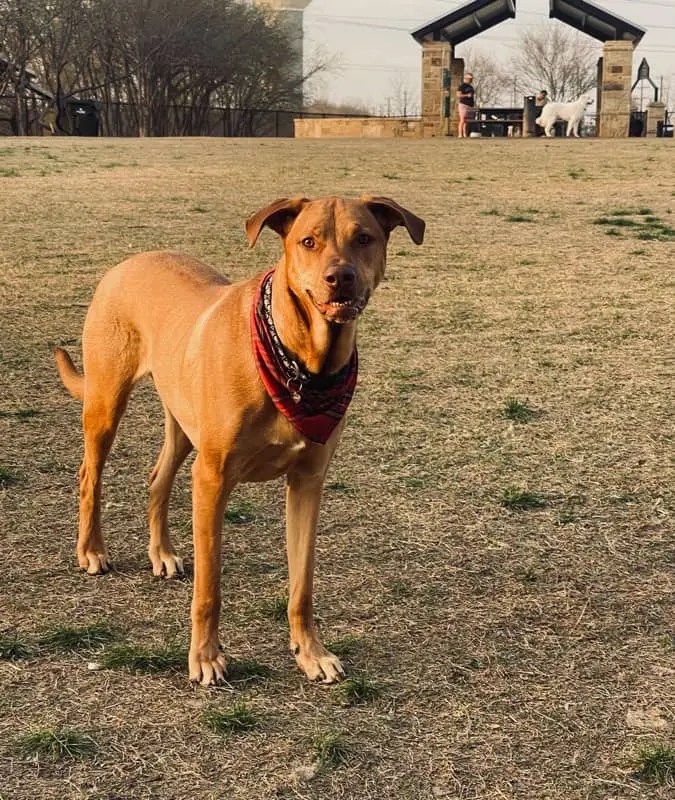 Frisco TX Pooper Scooper Services Pet Waste Inc