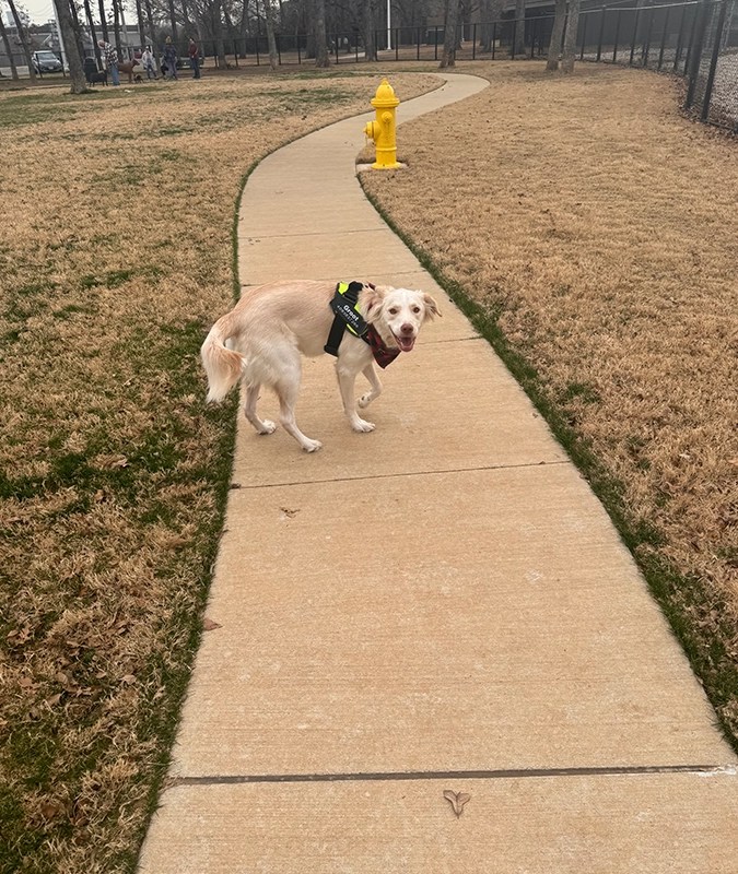 Hurst, TX Dog Poop Removal Pet Waste Inc