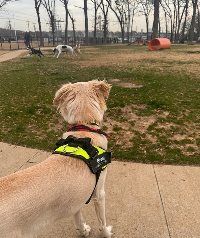 Hurst, TX Dog Poop Removal Pet Waste Inc