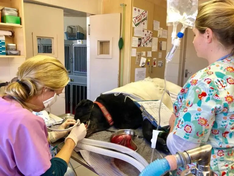 Blue Hills Veterinary Hospital Petwebly