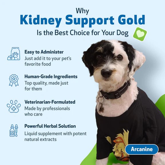 Kidney Support Gold for Dog Kidney Function Pet Wellbeing