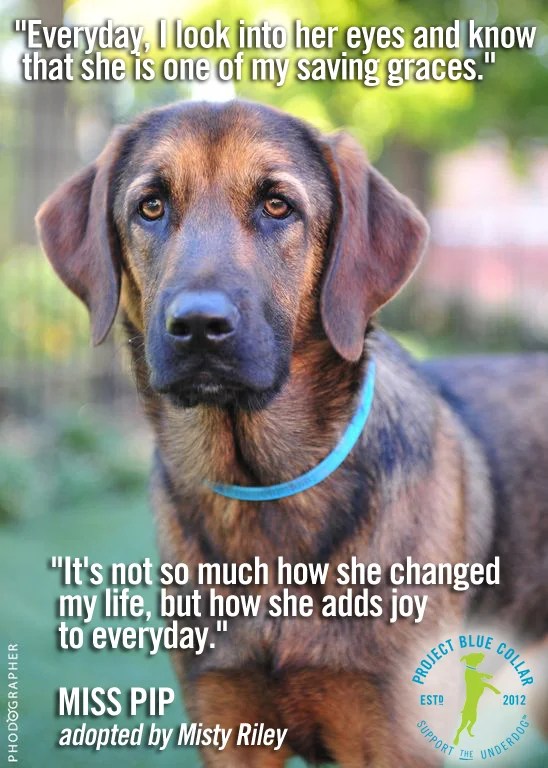 Ms.Pipp Pet World Insider Pet World Media Group Connecting the