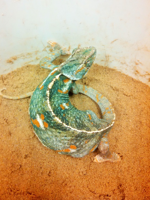 Baby Chameleons! Pet World Experience Lawrence, KS