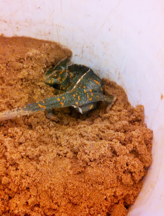 Baby Chameleons! Pet World Experience Lawrence, KS