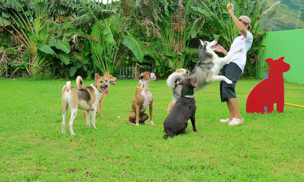 Premier04 Petworld Resort