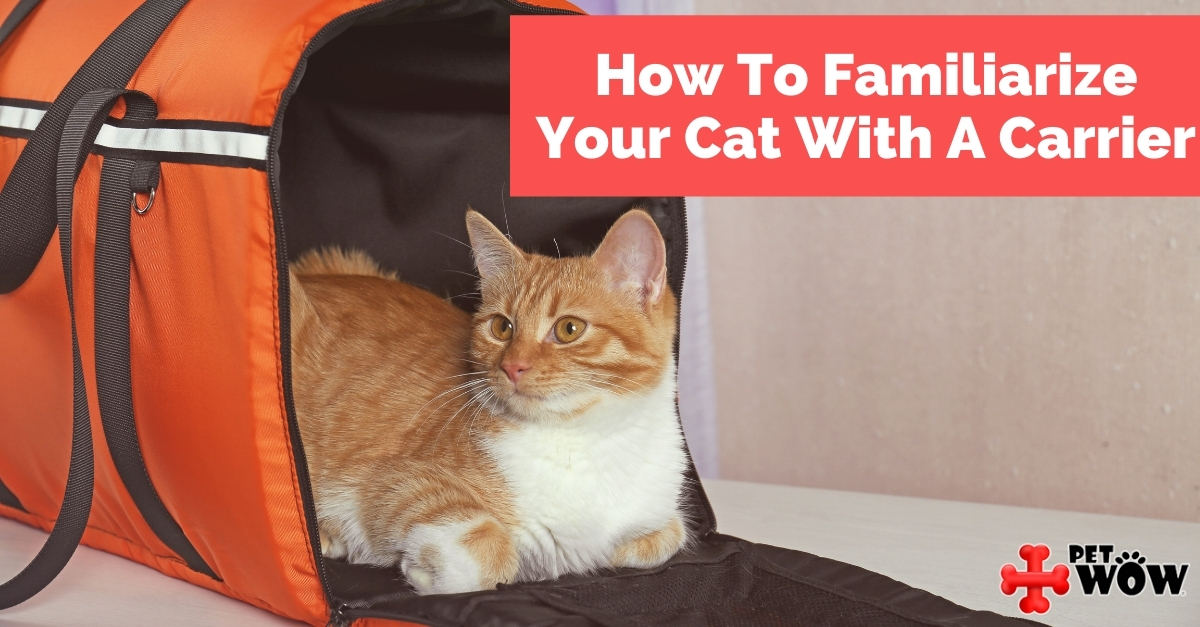 How To Familiarize Your Cat With A Carrier PetWow