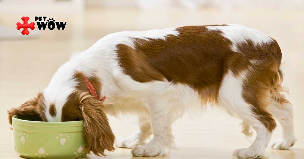 Is Your Dog Getting Enough Exercise? PetWow