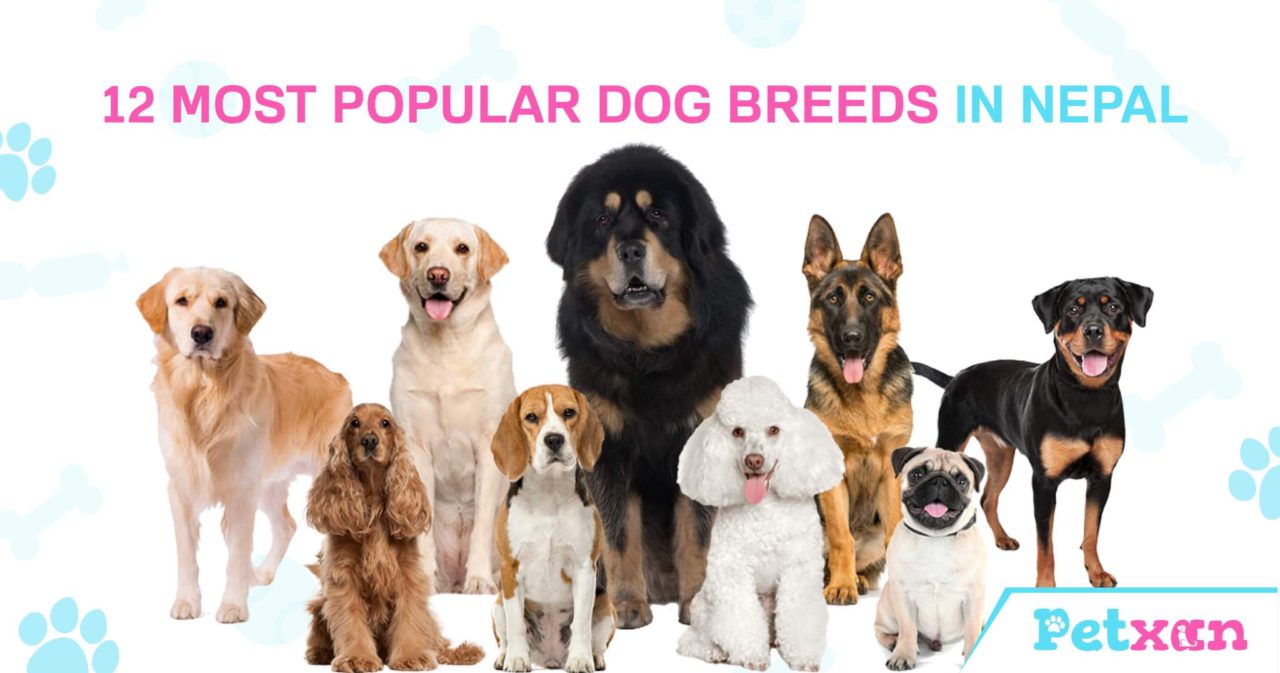 Most Popular Dog Breeds in Nepal Petxan Online Pet Shop in Nepal