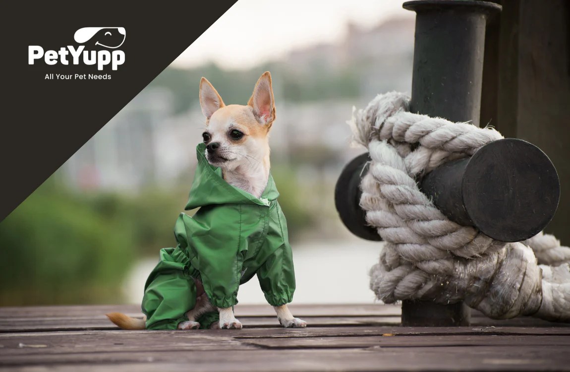 Do Dogs Like Wearing Clothes?