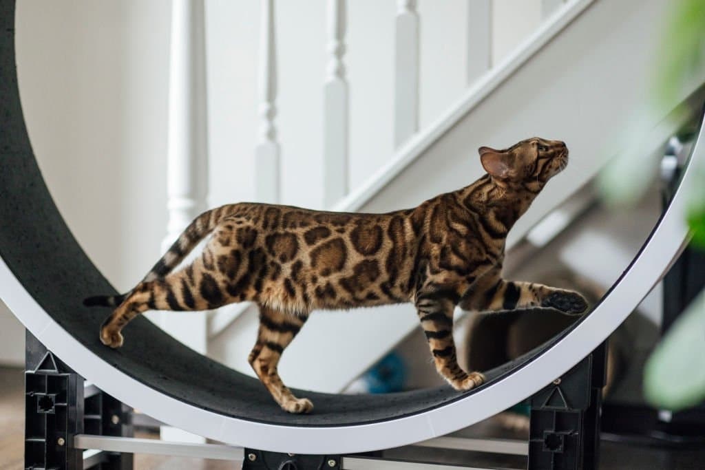 5 Best Cat Wheels Perfect Exercise Wheel for Your Feline