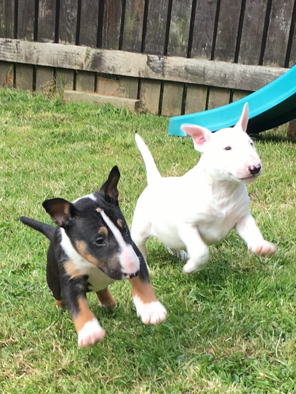 Bull Terrier for Sale in California Los Angeles 38551