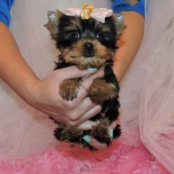 Yorkshire Terrier for Sale in Texas El Paso 47431 PetZDaddy