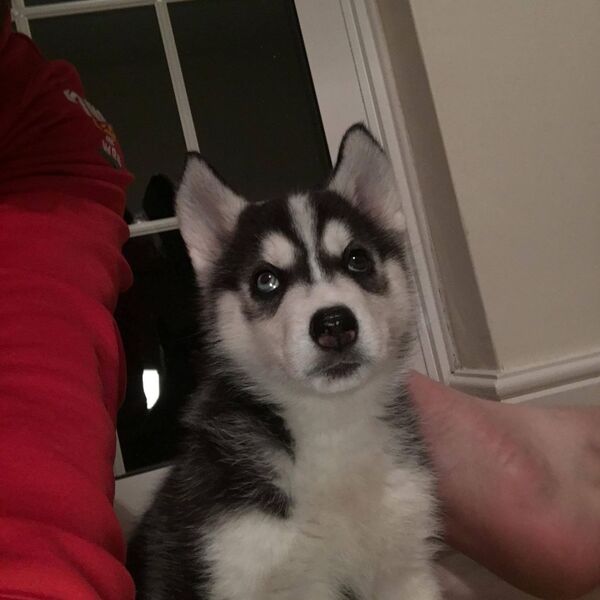 Siberian Husky for Sale in Pennsylvania Glen Mills 48458 PetZDaddy
