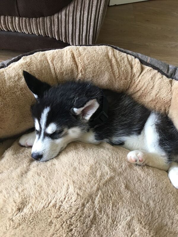 Siberian Husky for Sale in Texas Dallas 48460 PetZDaddy