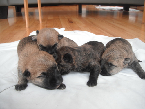 Dogs & Puppies for Sale in michigan traverse city 55552 PetZDaddy