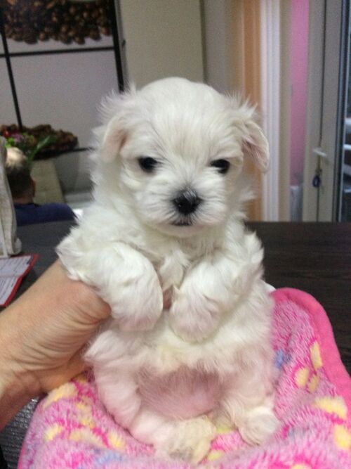 Maltese for Sale in maryland columbia 57993 PetZDaddy