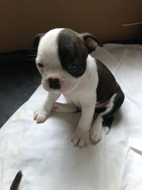 Boston Terrier for Sale in California Los Angeles 57945 PetZDaddy