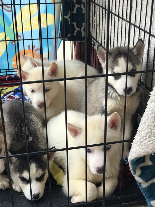 Siberian Husky for Sale in Oklahoma Kellyville 58656