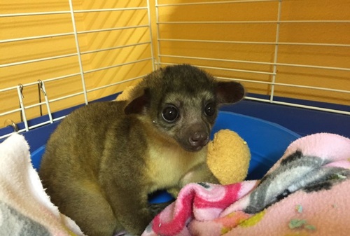 Kinkajous for Sale in Texas Austin 60645 PetZDaddy
