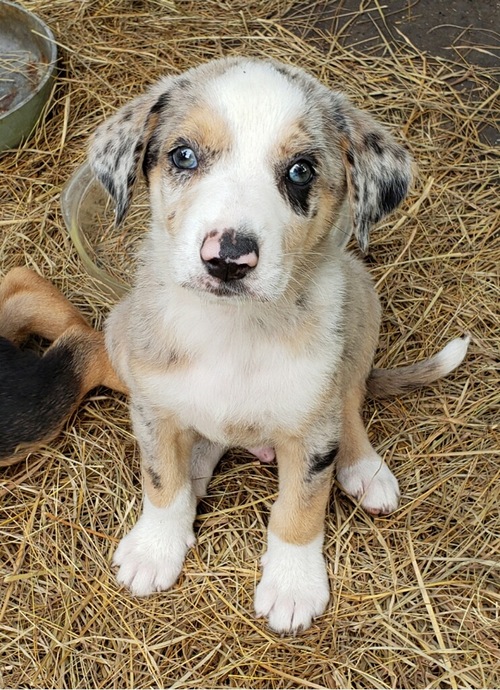 Catahoula Leopard Dog for Sale in Louisiana 60998