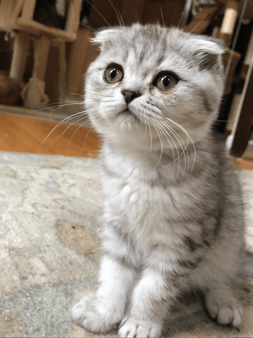 Cats & Kittens for Sale in New Jersey Berkeley Township 62077