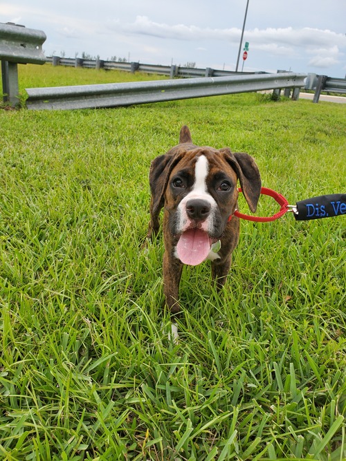 Boxer for Sale in Florida 62042 PetZDaddy