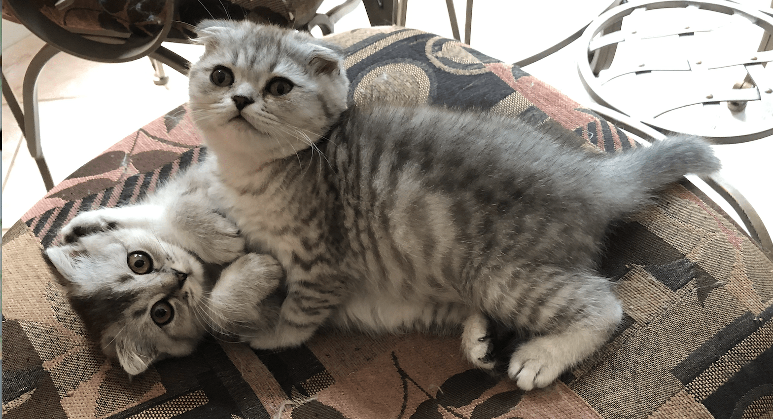 Cats & Kittens for Sale in New Jersey Berkeley Township 62077