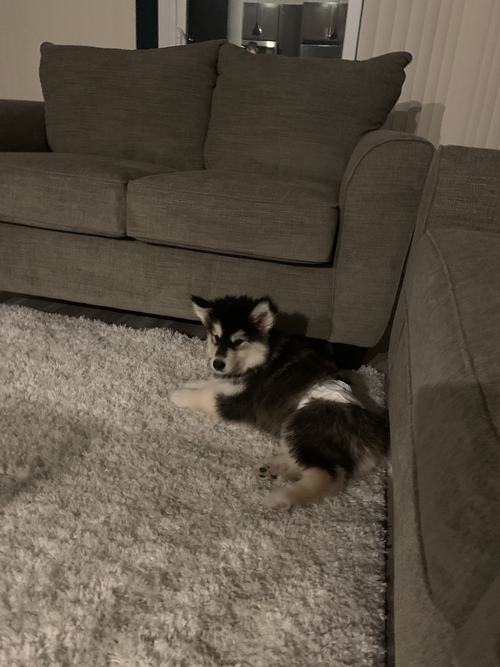 Alaskan Malamute for Sale in NJ Eastampton 63314