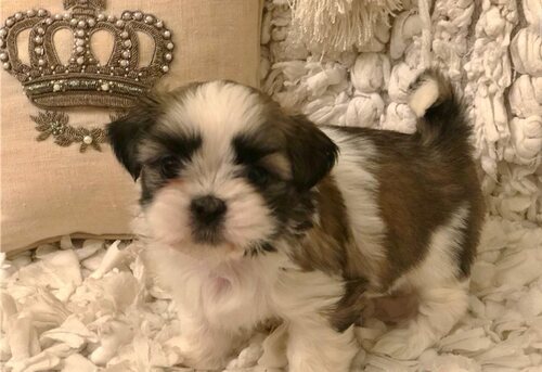 Shih Tzu for Sale in Minnesota Minneapolis 63993 PetZDaddy