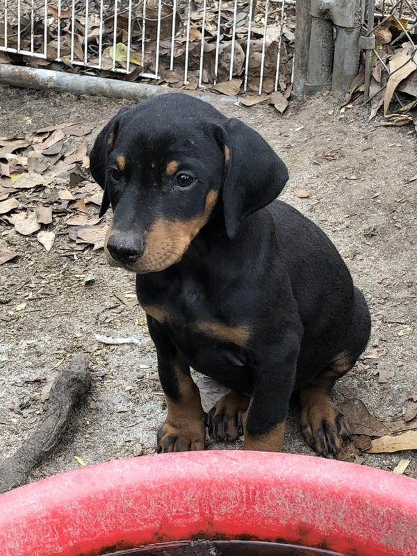 Doberman Pinscher for Sale in Alabama Red Level 65501 PetZDaddy