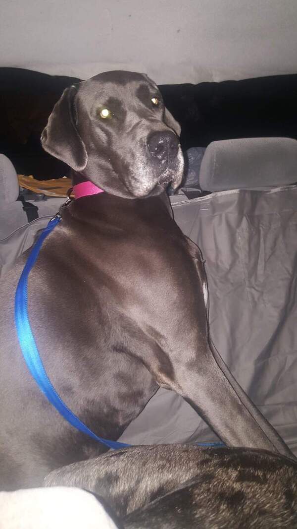 Great Dane for Sale in Virginia Grundy 66842 PetZDaddy