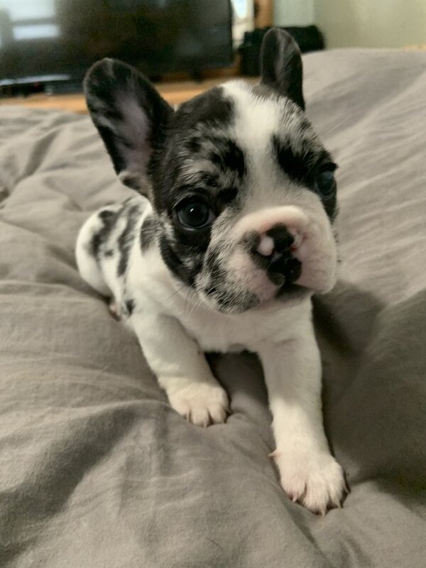French Bulldog Puppies Tampa Florida French Bulldog Puppy for Sale in