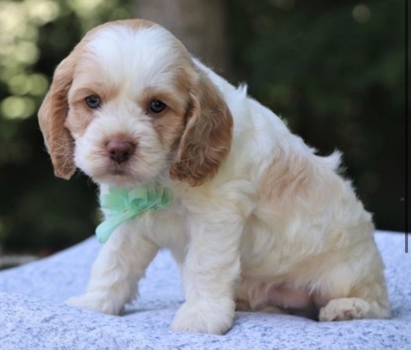 Cockapoo for Sale in Louisiana Houma 67550 PetZDaddy