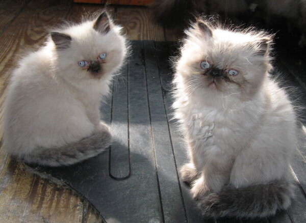 Himalayan for Sale in Ohio Dresden 67783 PetZDaddy