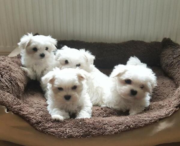 Maltese for Sale in Louisiana New Orleans 67967 PetZDaddy