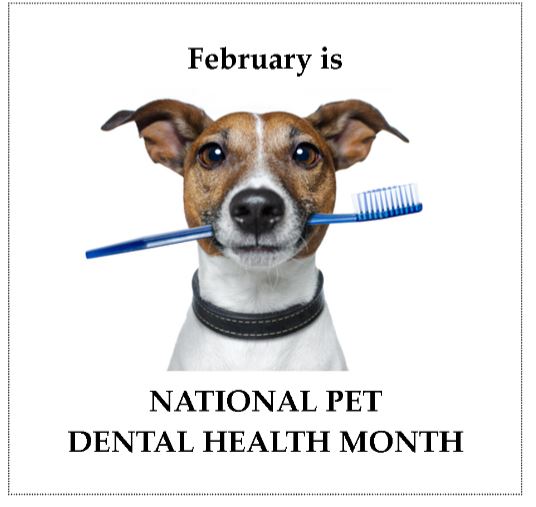 February is National Pet Dental Health Month Petz