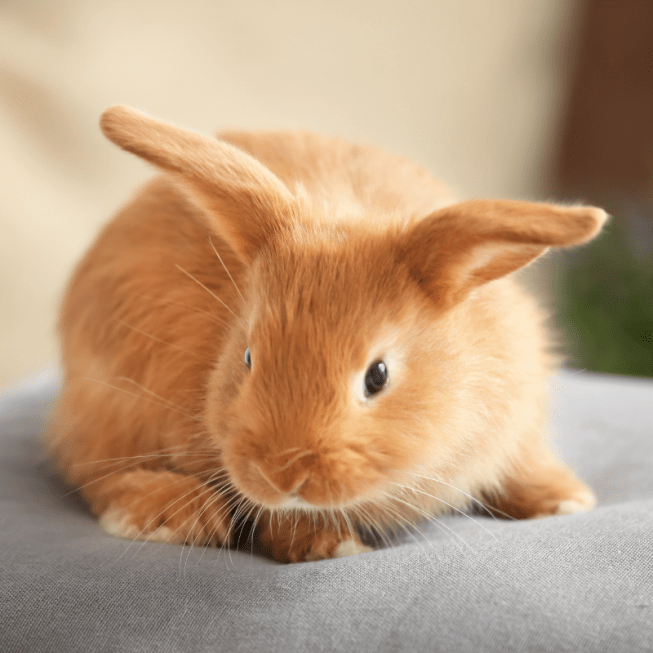 What Do Rabbits Have To Do With Easter? PetZ