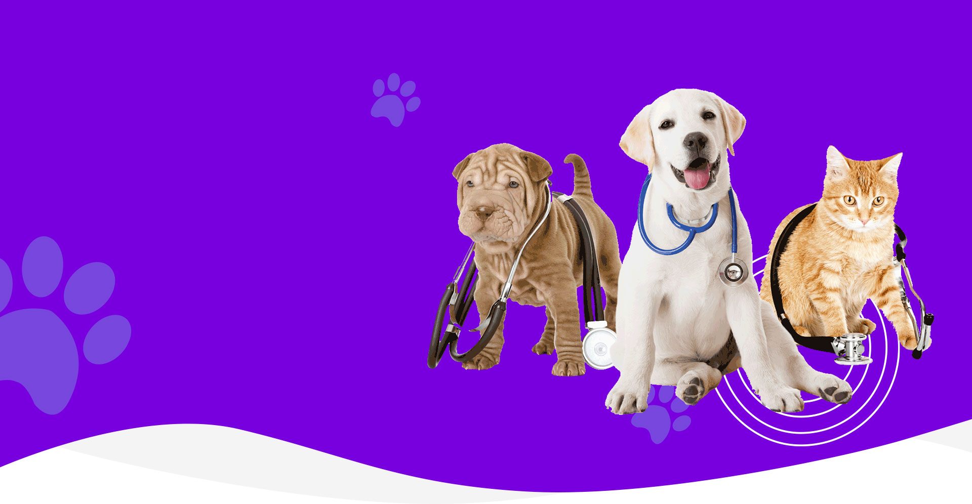 Best Pet Shop In Dubai Pet Store Dubai Pets In Abu Dhabi