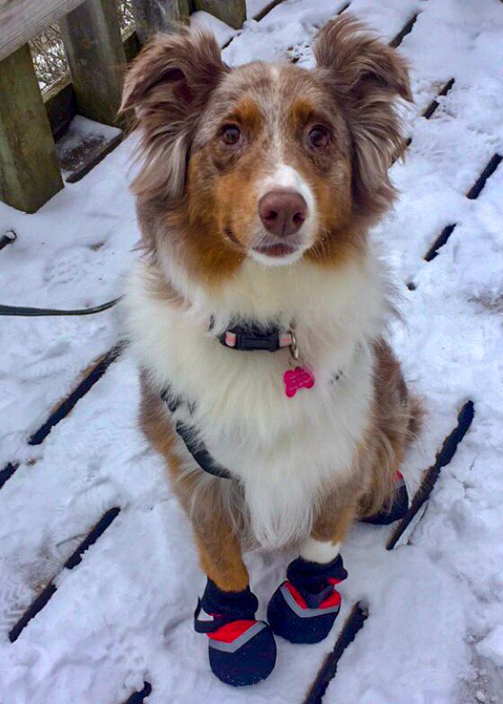 Supplies for Every Pet Pet Zone Bemidji, MN