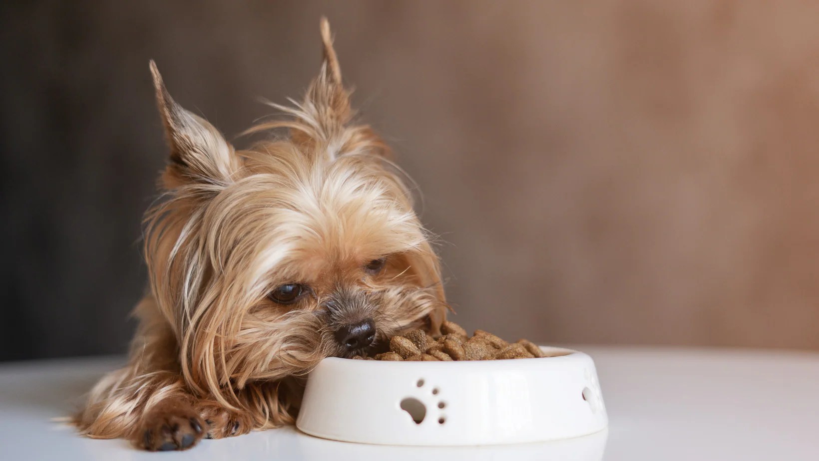 How to Choose the Best Dog Food for Kidney Disease Petzyo
